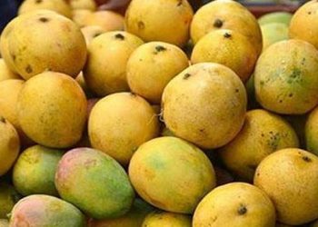 सिरहामा आँप उत्पादनमा कमी