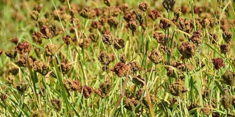 आज राष्ट्रिय कोदो दिवस : कोदोजन्य बालीहरुका आयात रोक्ने र उत्पादन बढाउने उद्देश्य