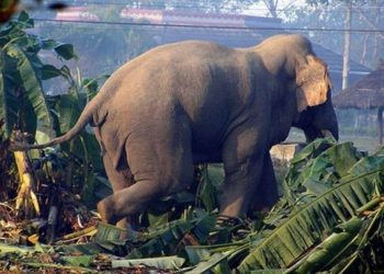 झापामा जंगली हात्तीको आक्रमणबाट घाइते महिलाको मृत्यु
