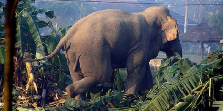 झापामा जंगली हात्तीको आक्रमणबाट घाइते महिलाको मृत्यु