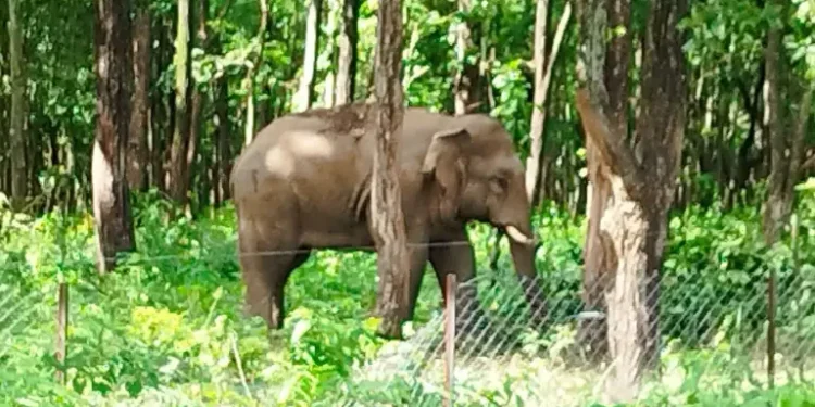 पर्साको ठोरीमा हात्ती र बाघको बढ्दो आतंकले स्थानीय त्रसित