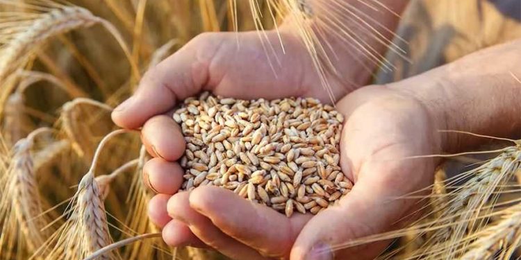 गहुँको समर्थन मूल्य तोक्न कृषि मन्त्रालयले उद्योग मन्त्रालयमा प्रस्ताव पठायो