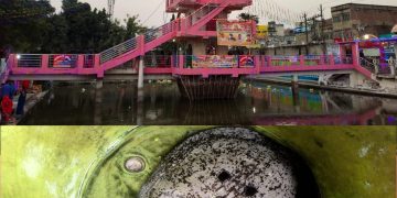 प्राचीन सुर्य मन्दिर परिसरको पोखरिमा ११ किलोको कछुवा फेला,आस्था एवं पर्यावरणको संगम ।