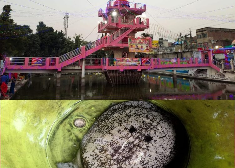 प्राचीन सुर्य मन्दिर परिसरको पोखरिमा ११ किलोको कछुवा फेला,आस्था एवं पर्यावरणको संगम ।